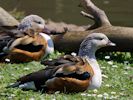 Orinoco Goose (WWT Slimbridge May 2013) - pic by Nigel Key